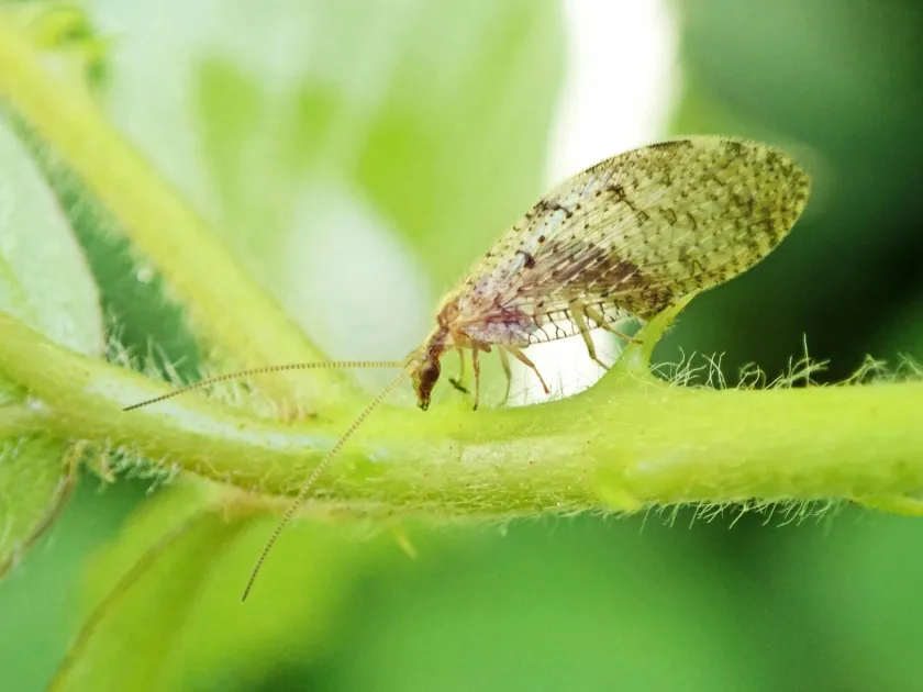 Brown lacewing