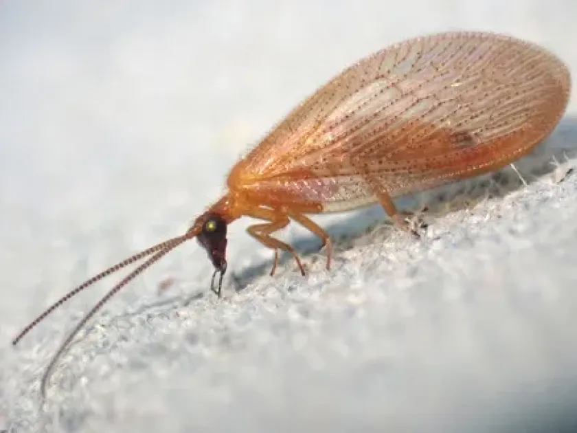 Hemerobius nitidulus