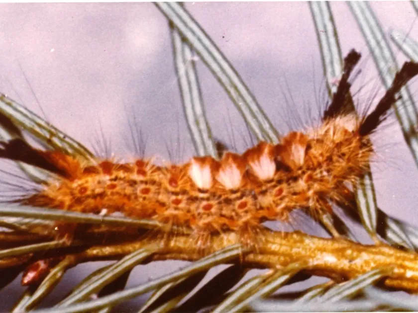 Douglas-fir tussock moth