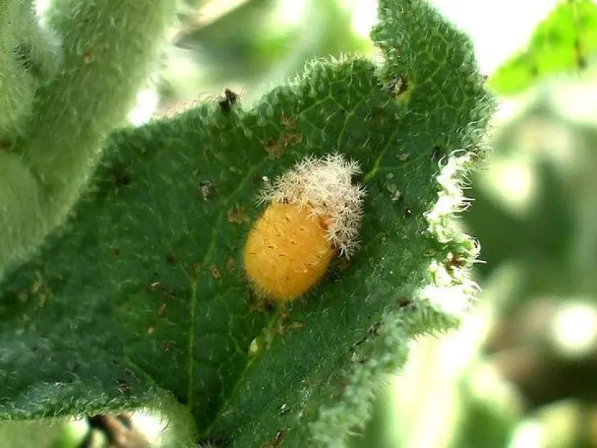 Melon ladybird