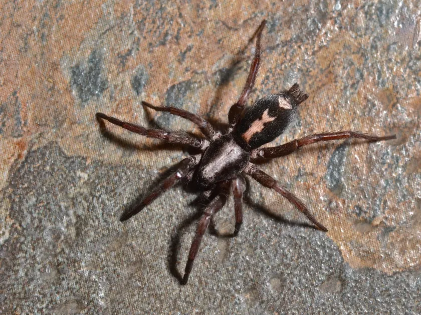 Ground spider