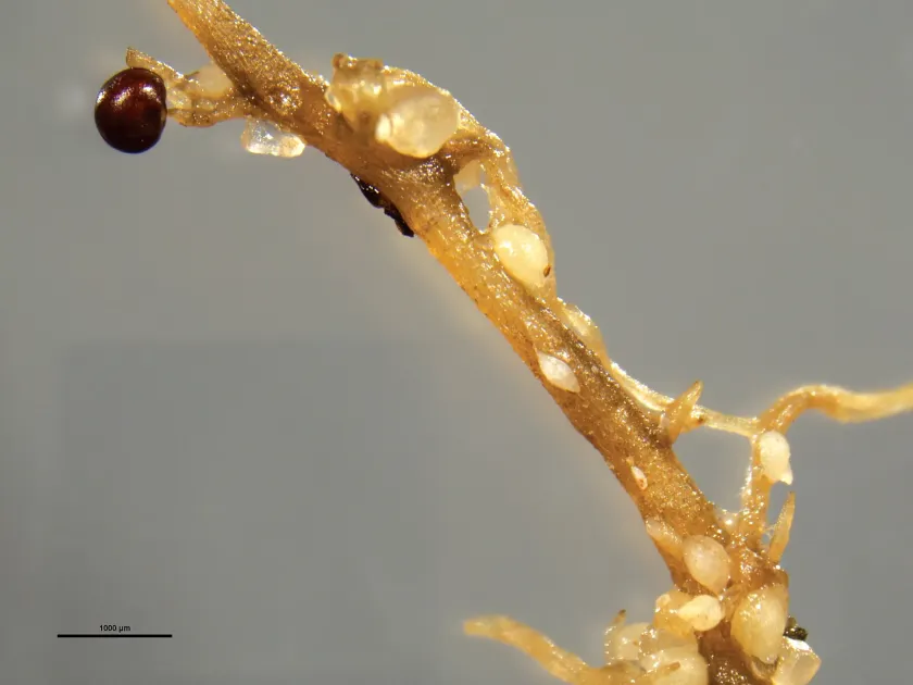 Beet cyst nematode