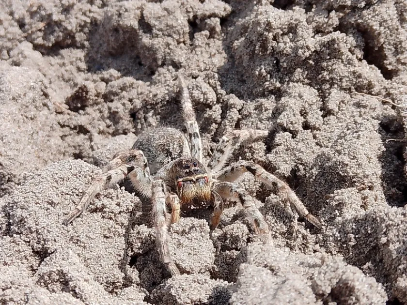 South Russian tarantula