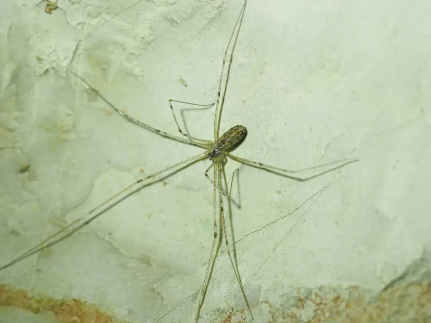 Holocnemus pluchei