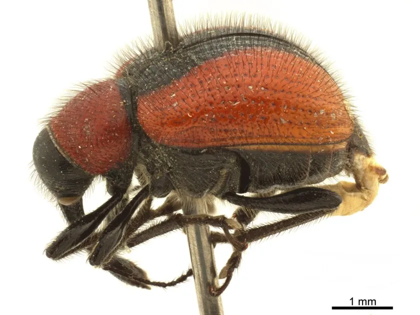 Pear weevil