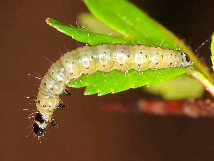Fruit tree tortrix