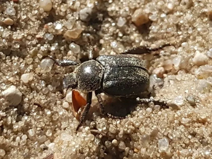 Hoplia graminicola