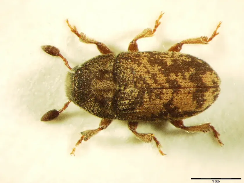 Wrinkled bark beetle