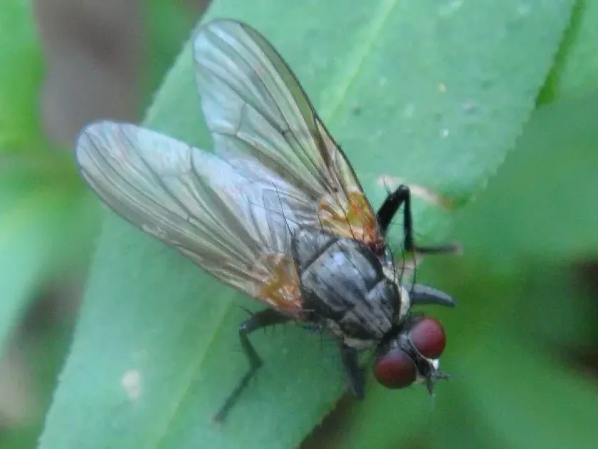 Onion fly (Pegohylemyia gnava)