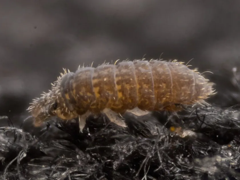 Purple springtail