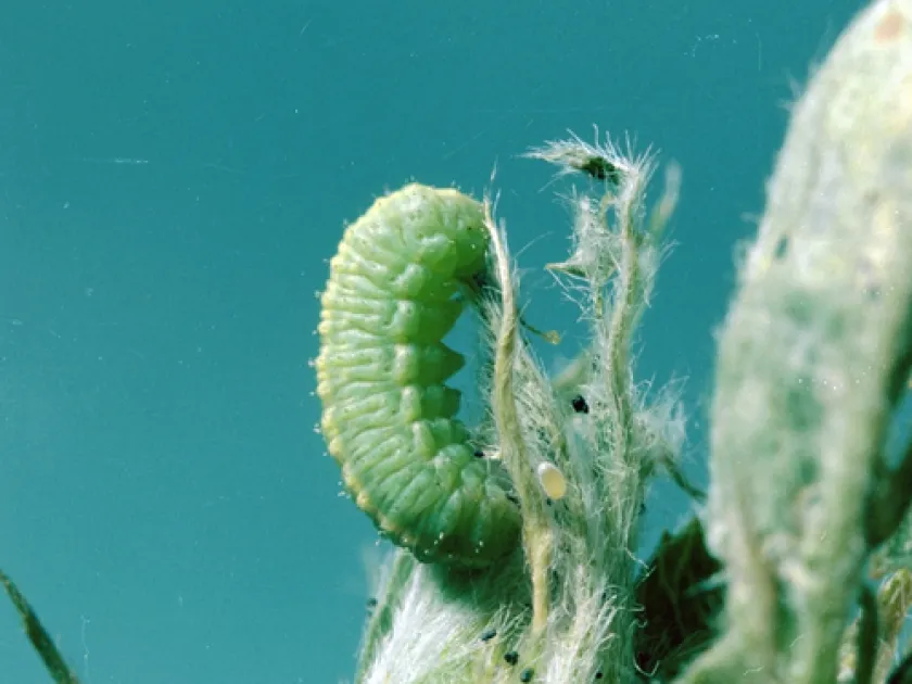 Alfalfa leaf weevil
