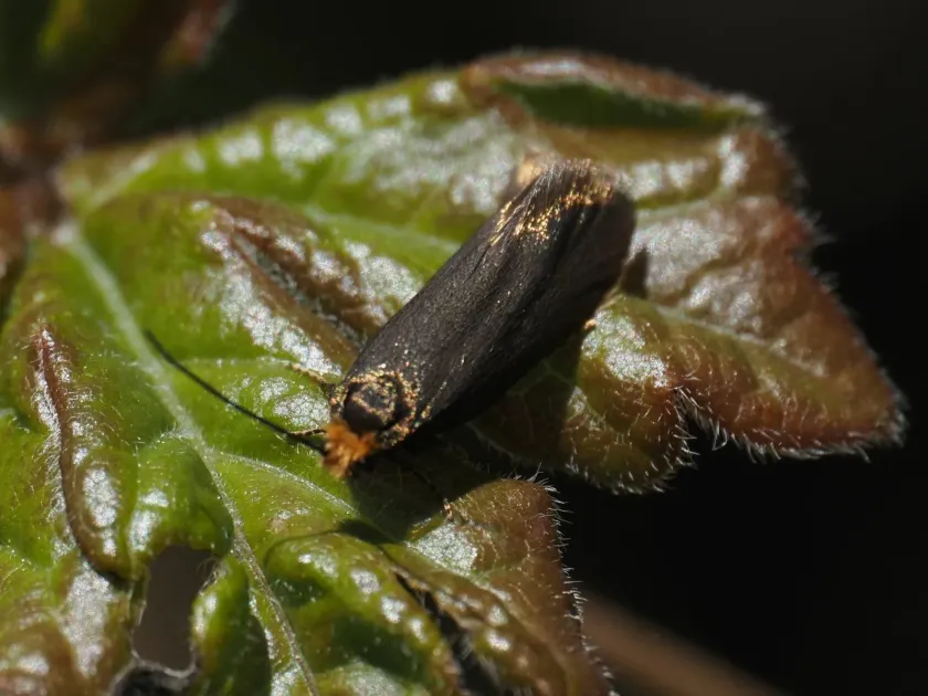 Beech moth
