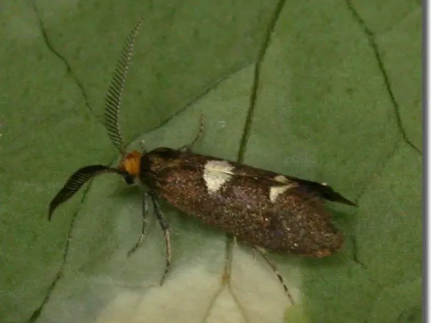 Garden leaf miner moth