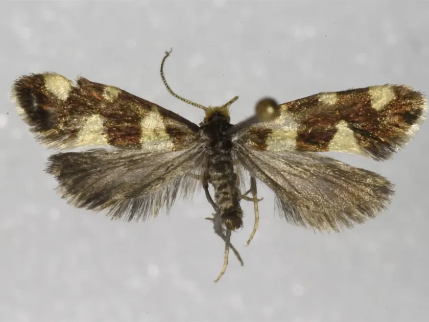 Alloclemensia mesospilella