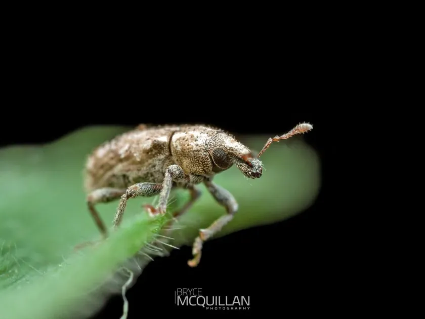 Catoptes weevil