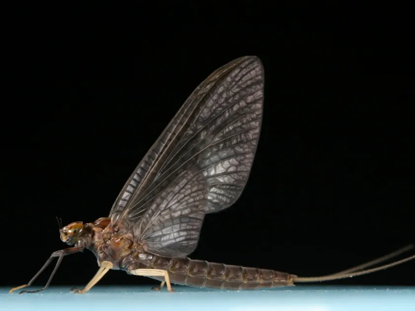 Isonychia