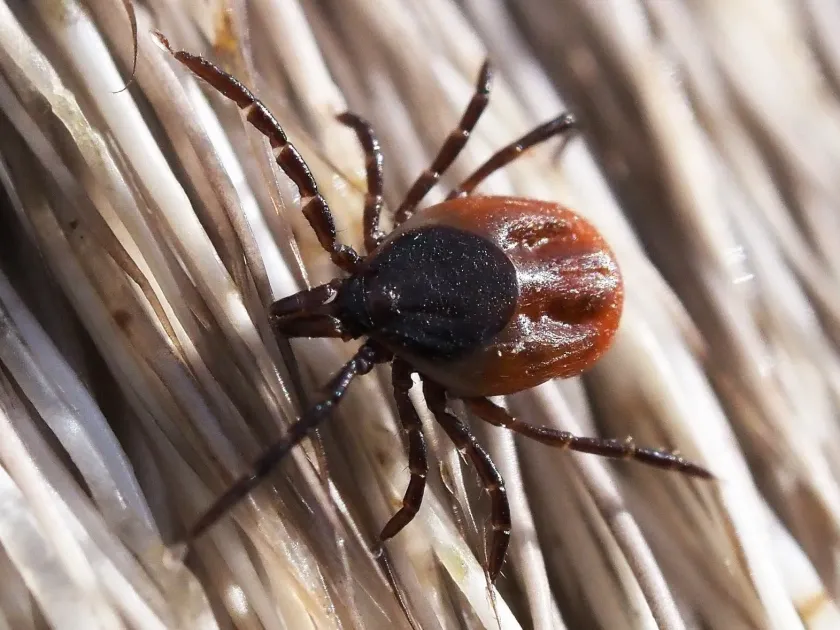 Castor bean tick