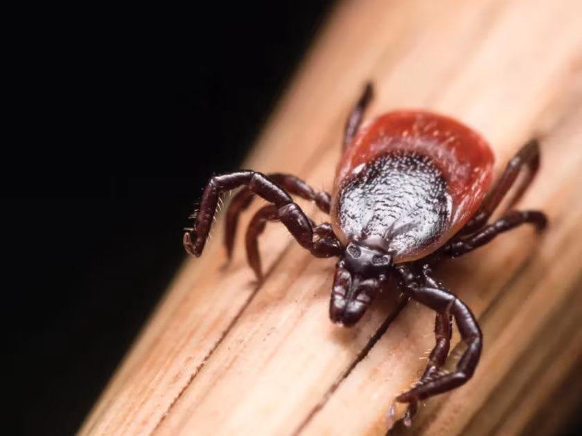 Black-legged tick