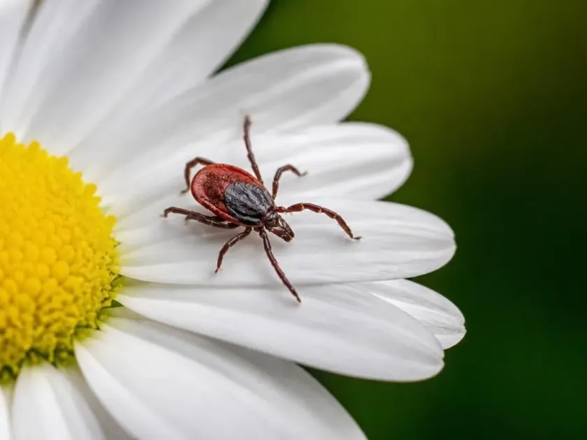 Ixodid ticks