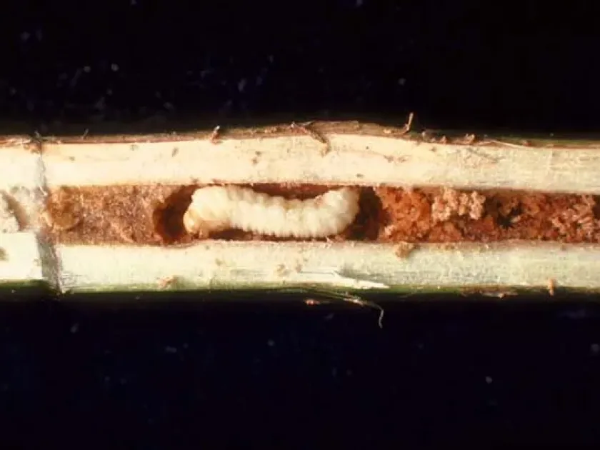 Poplar shoot sawfly