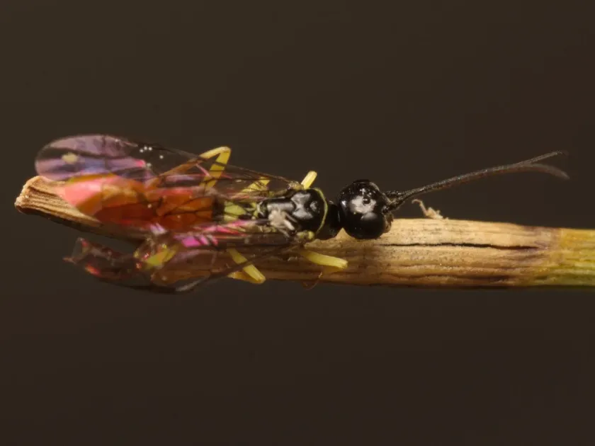 Pear shoot sawfly