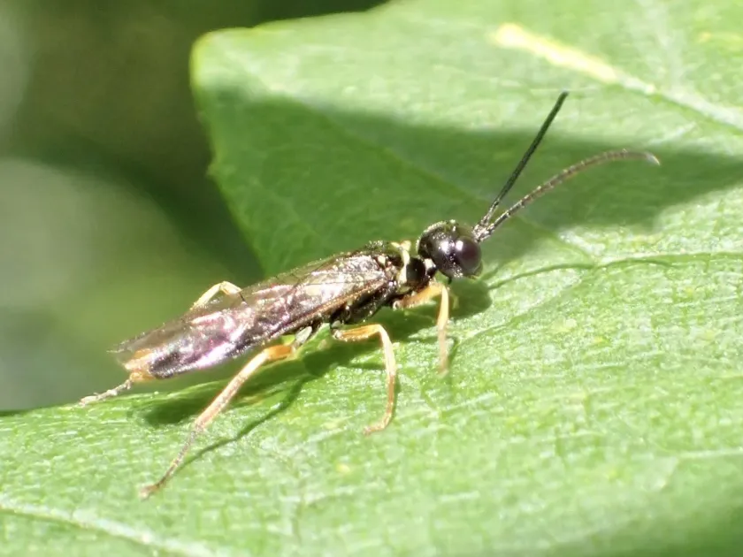 Pear shoot sawfly