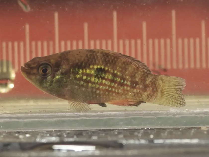 Flagfish
