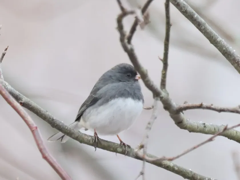 Dark-eyed Junco