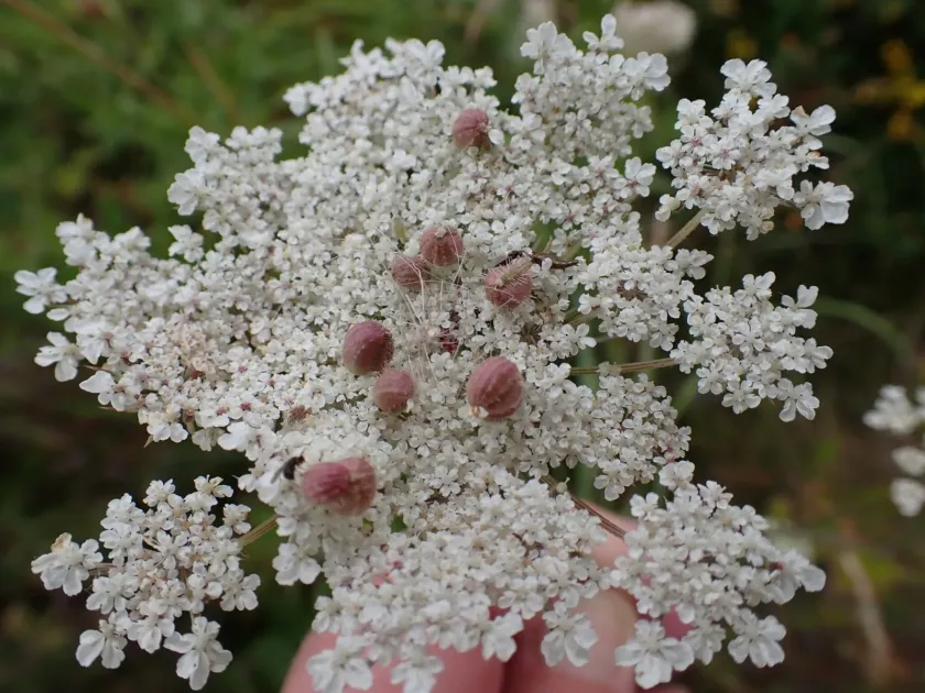Carrot gall midge