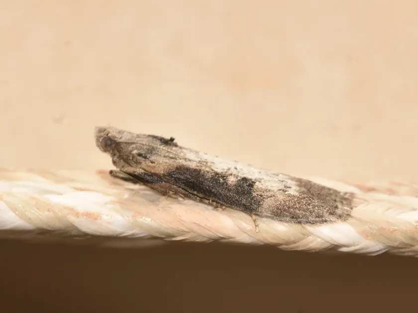 Lamoria moth