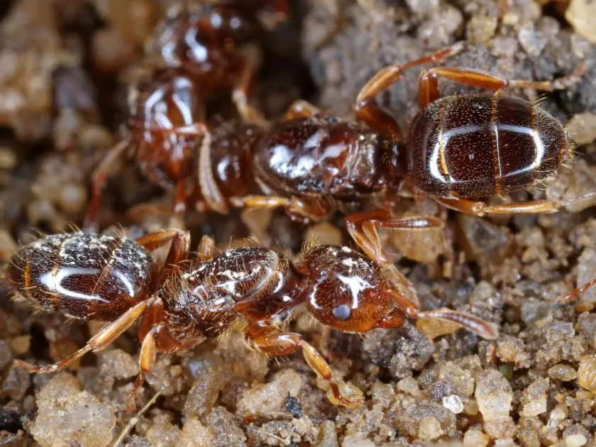 Slave-making ant