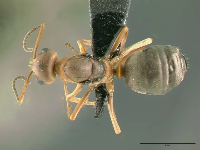Yellow parasite ant