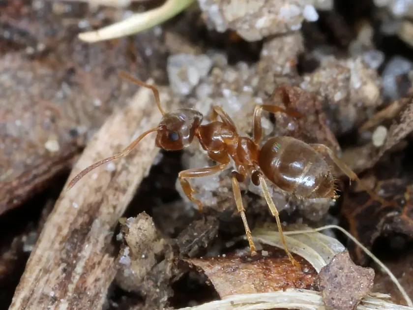 Pavement ant