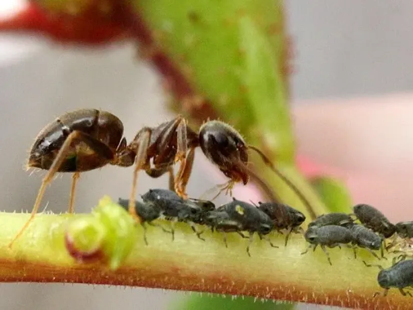 Black garden ant
