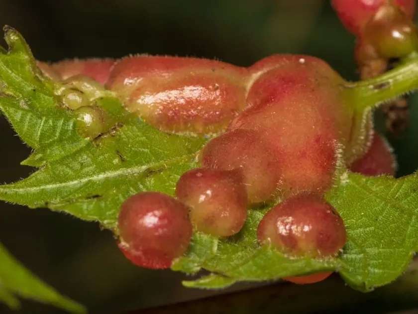 Grape gall midge