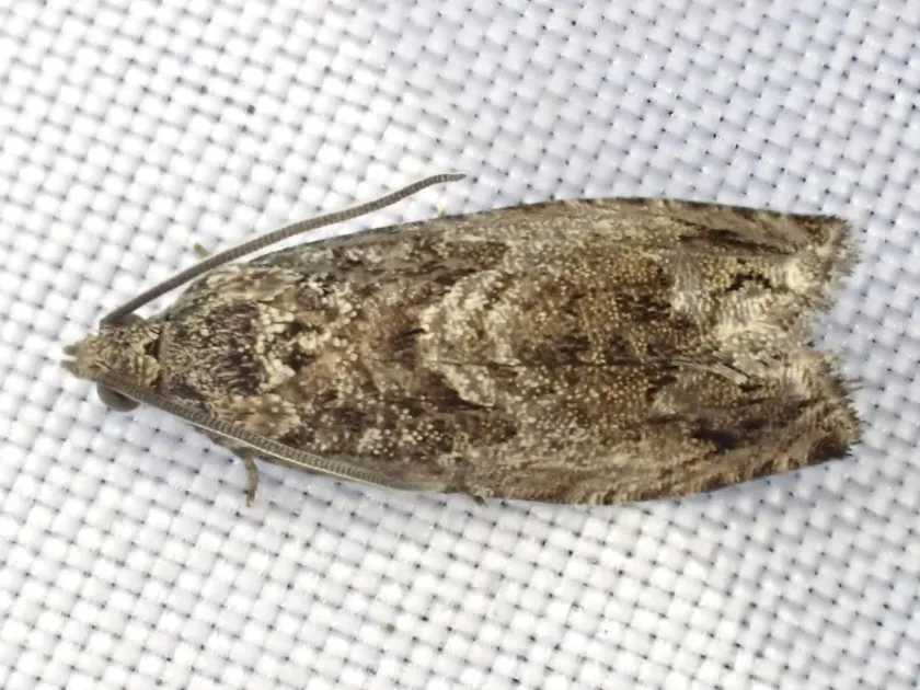 Beech moth