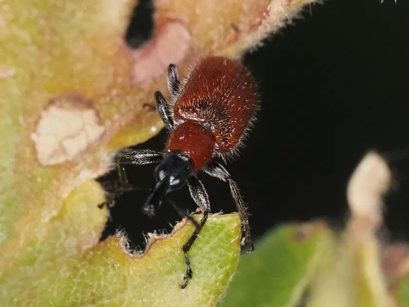 Blue-headed weevil