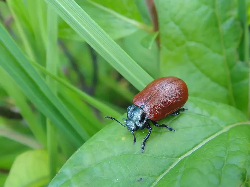 Adams leaf beetle