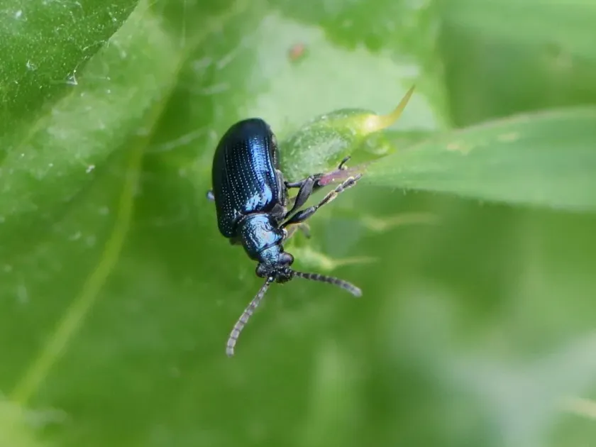 Cereal leaf beetle