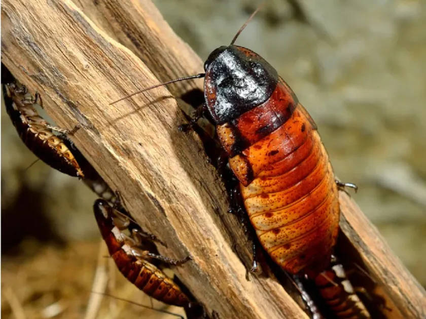 Madeira cockroach