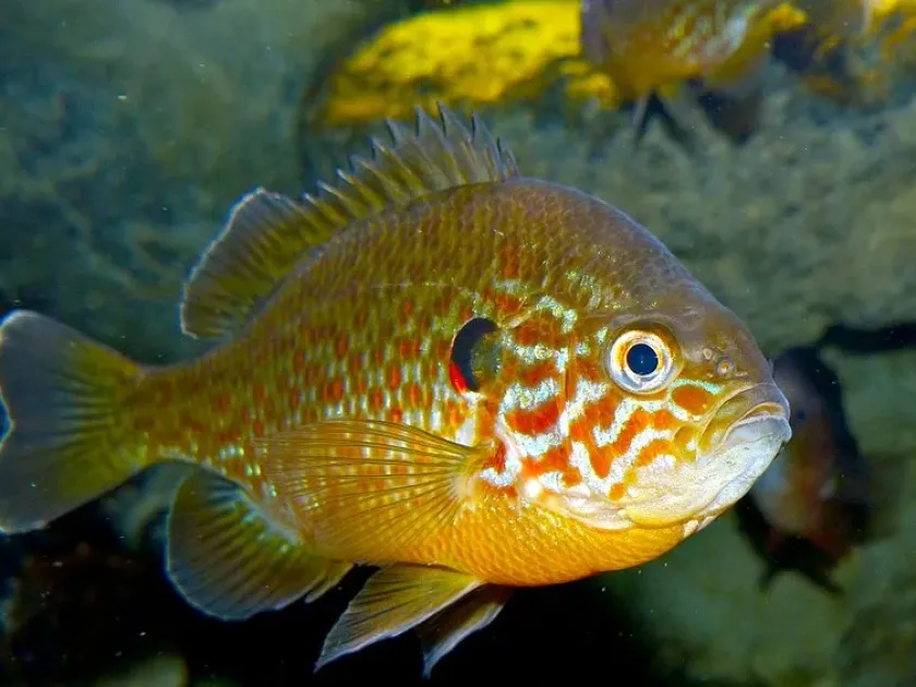 Pumpkinseed