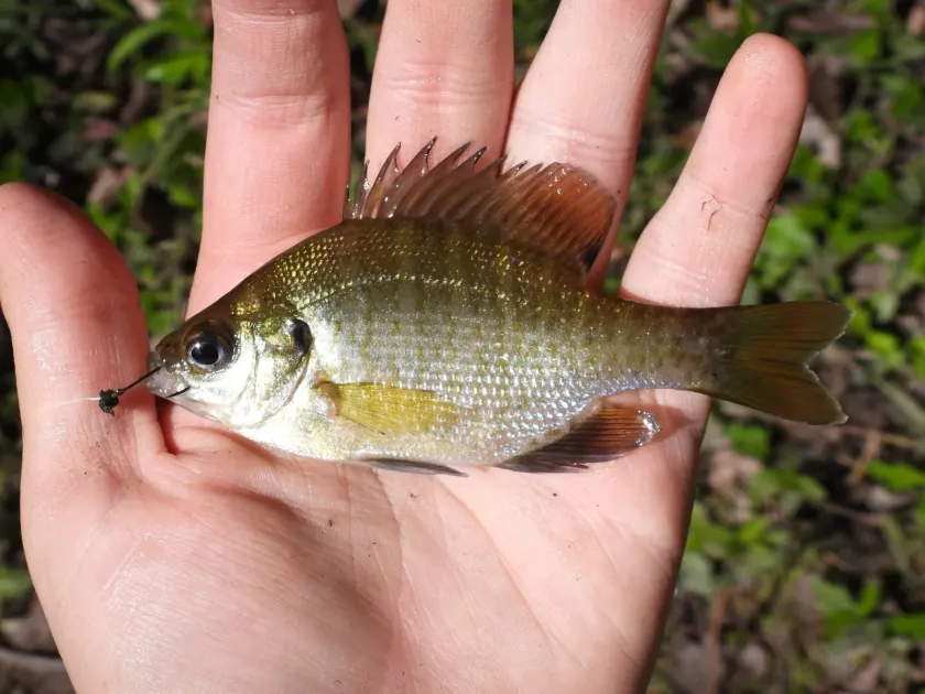 Bluegill