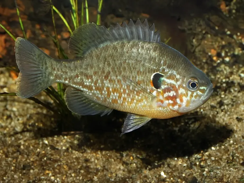 Pumpkinseed