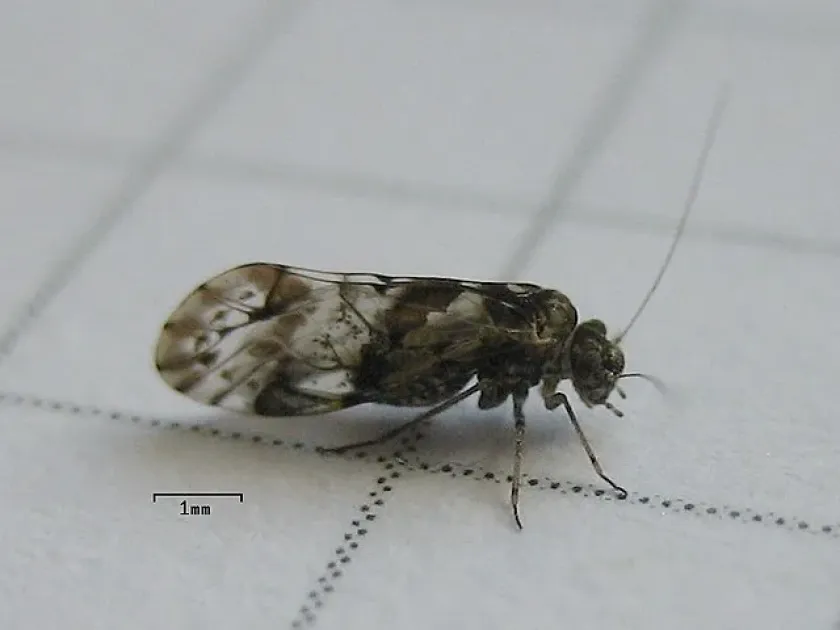 Booklouse