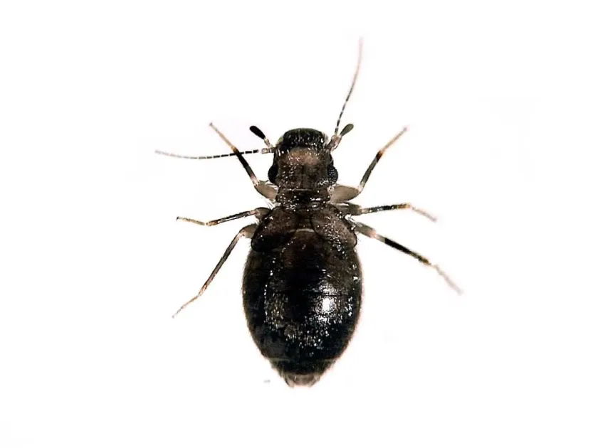 Common grain psocid