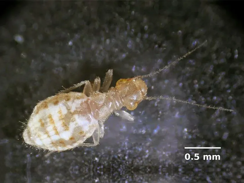 Booklouse