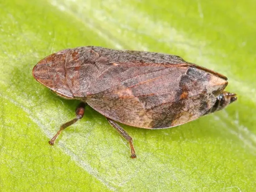 Four-spotted spittlebug