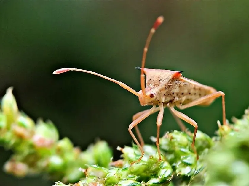 Rice bug