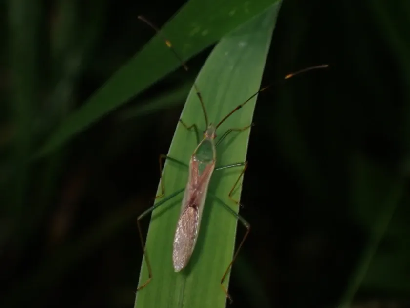 Rice bug
