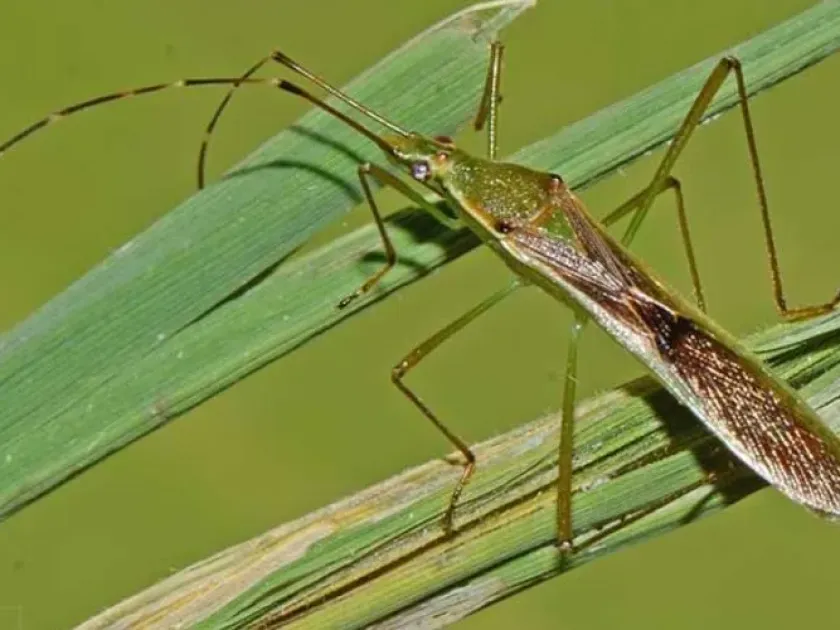 Rice bug